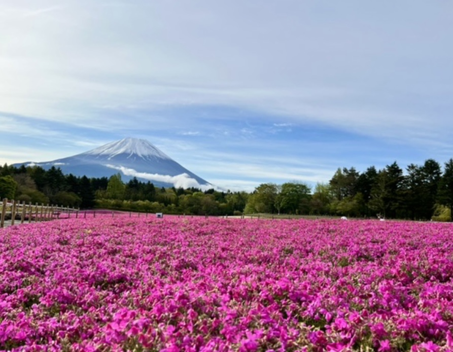 富士芝桜まつり開花情報
