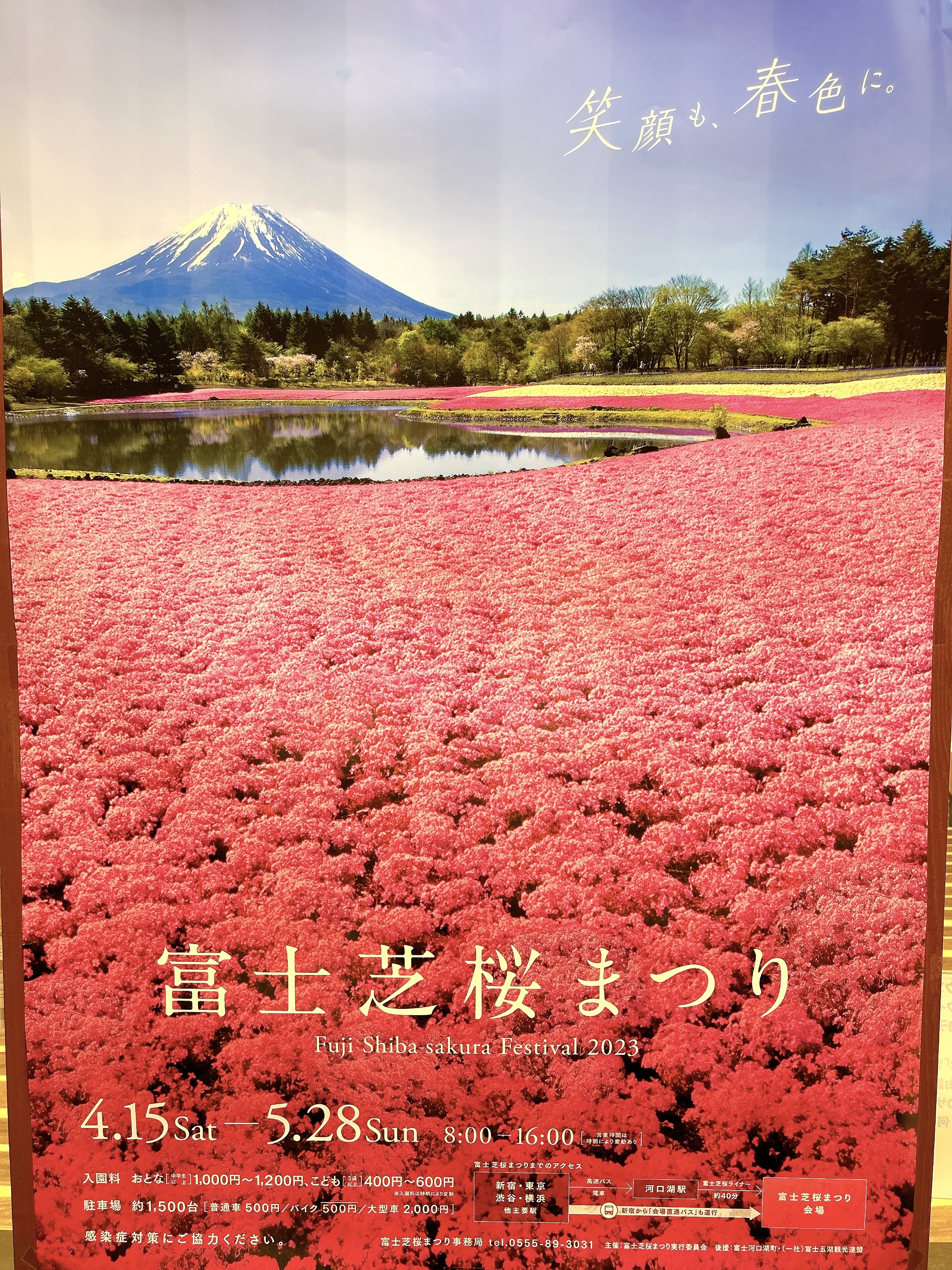 富士芝桜まつり開催中！